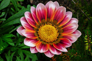 Gazania ringens <br>GAZANIA MIX