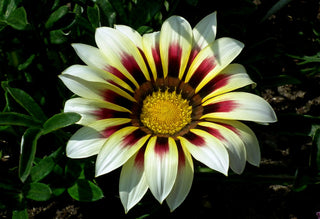 Gazania ringens <br>GAZANIA MIX