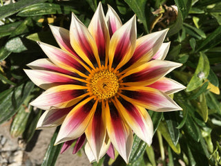 Gazania ringens <br>GAZANIA MIX