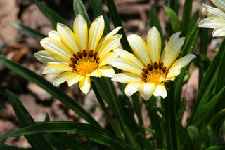 Gazania ringens <br>GAZANIA MIX