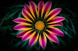 Gazania ringens GAZANIA MIX
