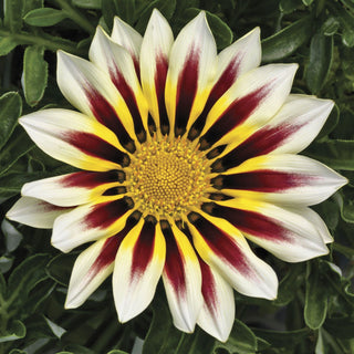 Gazania ringens <br>GAZANIA FROSTY KISS WHITE FLAME