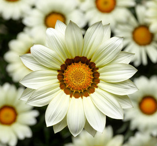Gazania ringens <br>GAZANIA BIG KISS WHITE