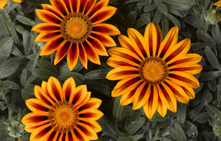 Gazania ringens <br>GAZANIA FROSTY KISS ORANGE FLAME