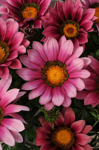 Gazania ringens <br>GAZANIA NEW DAY PINK SHADES