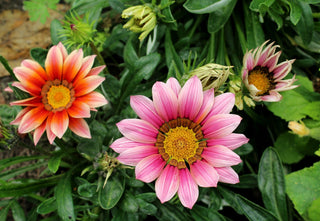 Gazania ringens <br>GAZANIA MIX