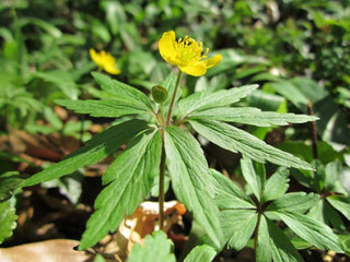 Anemone ranunculoides <br>YELLOW ANEMONE