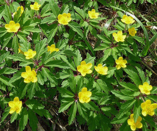 Anemone ranunculoides <br>YELLOW ANEMONE