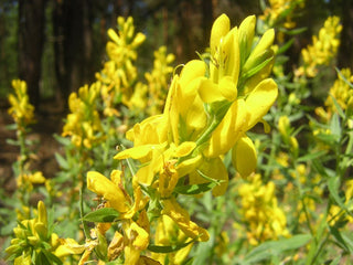 Genista tinctoria <br>DYER'S BROOM