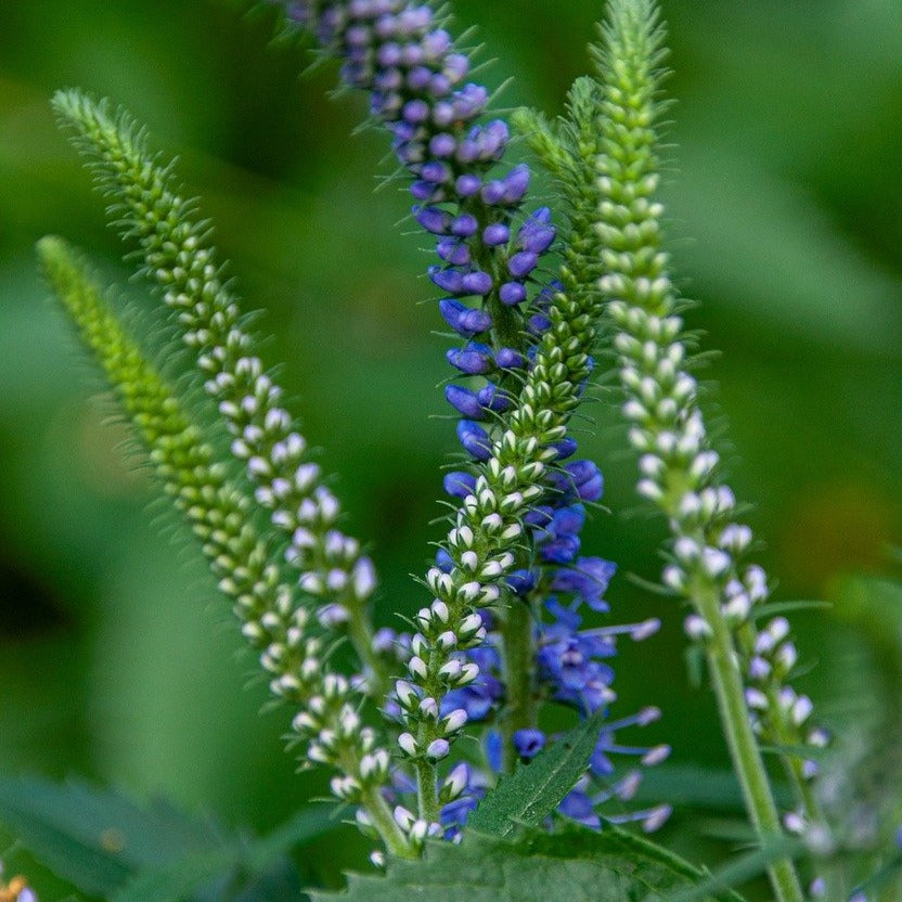veronica plant seeds Veronica longifolia RARE LONGLEAF SPEEDWELL – Ferri Seeds