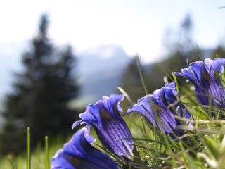 Gentiana paradoxa <br>BLUE HERALD GENTIAN