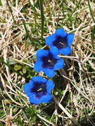 Gentiana clusii <br>CLUSIUS' GENTIAN