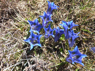 Gentiana sino-ornata <br>SHOWY CHINESE GENTIAN