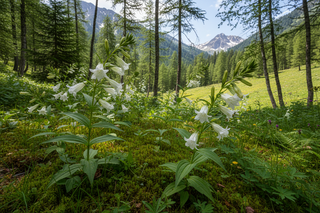 Gentiana asclepiadea var. alba <br>WHITE WILLOW GENTIAN
