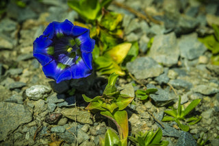 Gentiana dinarica <br>TRUMPET GENTIAN