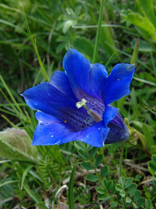 Gentiana clusii <br>CLUSIUS' GENTIAN