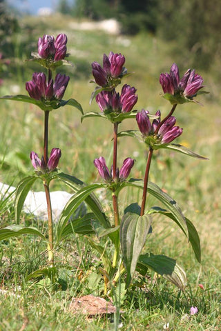 Gentiana pannonica <br>HUNGARIAN GENTIAN