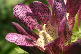 Gentiana pannonica <br>HUNGARIAN GENTIAN