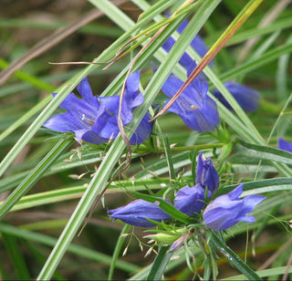 Gentiana pneumonanthe <br>MARSH GENTIAN