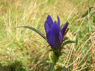 Gentiana pneumonanthe <br>MARSH GENTIAN