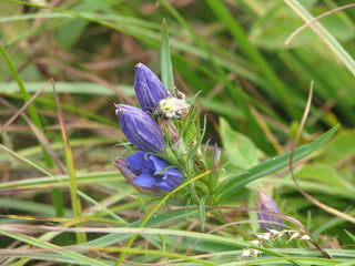 Gentiana pneumonanthe <br>MARSH GENTIAN