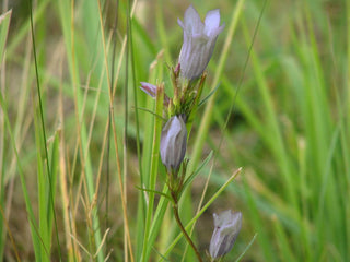 Gentiana pneumonanthe forma alba <br>WHITE MARSH GENTIAN