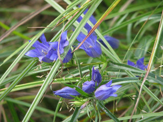 Gentiana pneumonanthe forma alba <br>WHITE MARSH GENTIAN