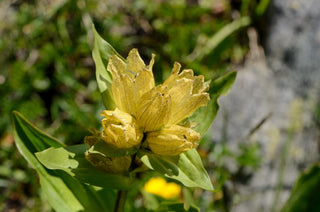 Gentiana punctata <br>SPOTTED GENTIAN