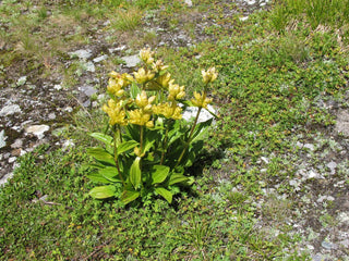 Gentiana punctata <br>SPOTTED GENTIAN