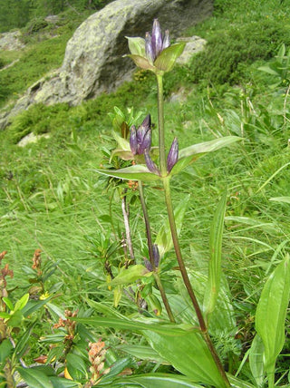 Gentiana purpurea <br>PURPLE GENTIAN