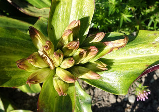 Gentiana tibetica <br>TIBETAN GENTIAN