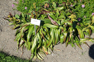 Gentiana tibetica <br>TIBETAN GENTIAN