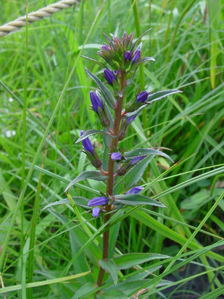 Gentiana triflora var. japonica <br>THREE FLOWERED GENTIAN