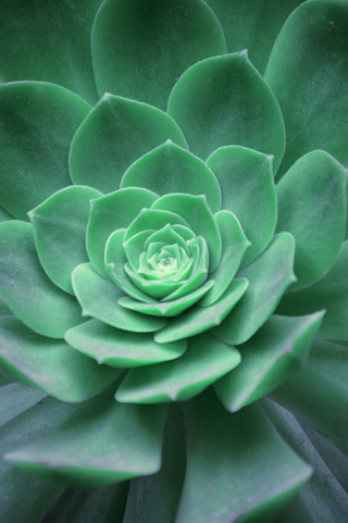 ECHEVERIA PEACOCKII