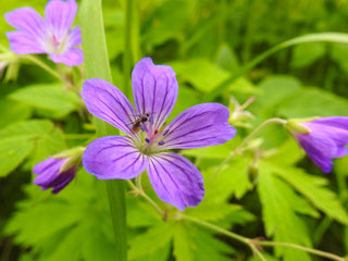 Geranium sylvaticum <br>WOOD CRANESBILL