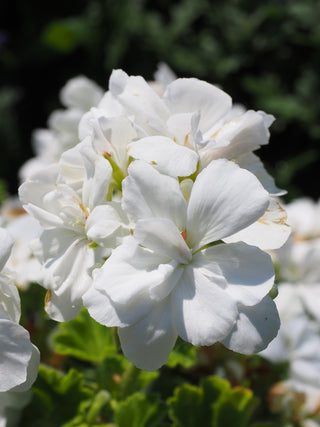 Pelargonium <br>GERANIUM WHITE ZONAL