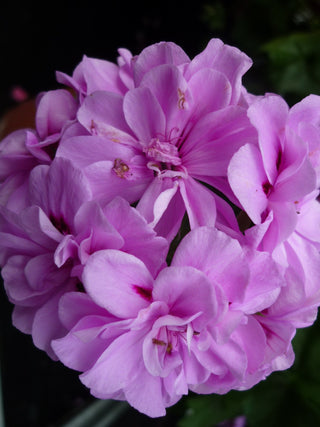 Pelargonium <br>GERANIUM LAVENDER MULTIBLOOM