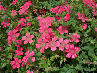 Geranium rubescens <br>GERANIUM Perennial