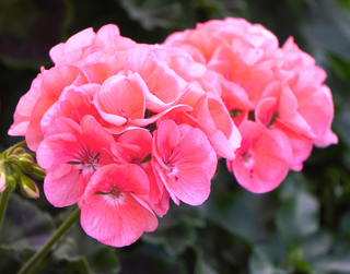 Pelargonium <br>GERANIUM ZONAL MIX