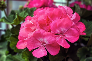 Pelargonium <br>GERANIUM ROSE SPIRIT