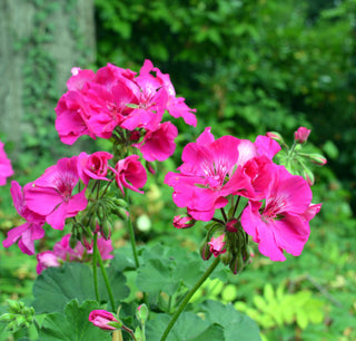 Pelargonium <br>GERANIUM VIOLET