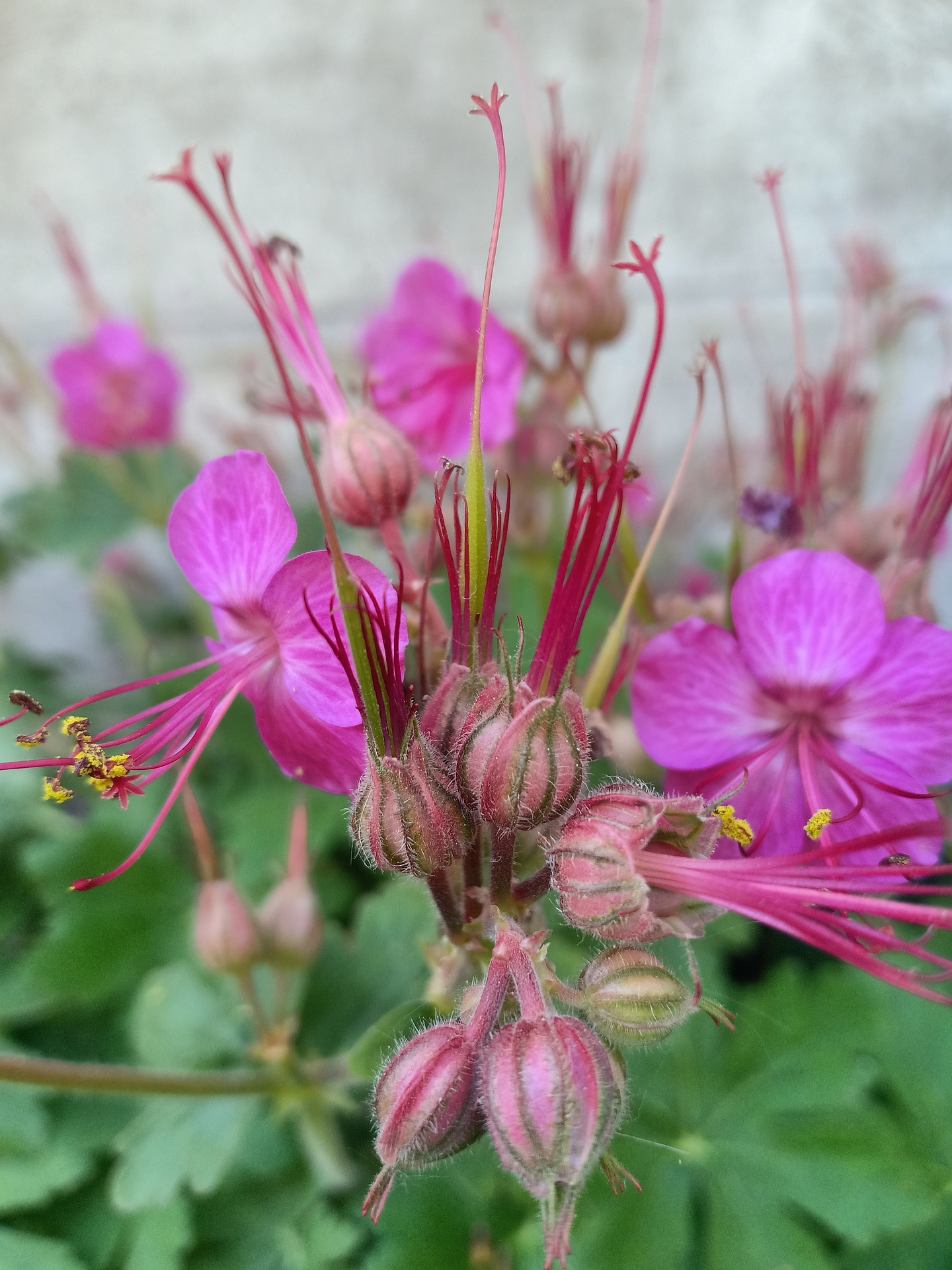 geranium macrorrhizum seeds Geranium macrorrhizum PERENNIAL GERANIUM – Ferri Seeds