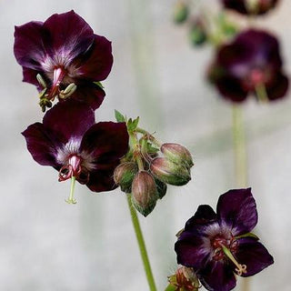 Geranium phaeum <br>GERANIUM SAMOBOR Patterned Mottled Leaves