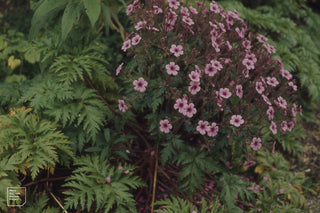 MADEIRA CRANESBILL, TALL PINK GERANIUM Herb Robert <br>Geranium maderense