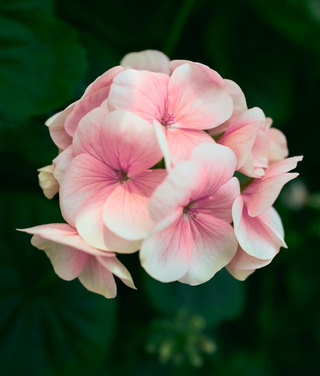 Pelargonium <br>GERANIUM APPLEBLOSSOM