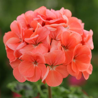 Pelargonium <br>GERANIUM SALMON