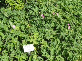 Geranium endressii <br>FRENCH CRANESBILL