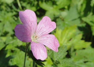 Geranium endressii <br>FRENCH CRANESBILL