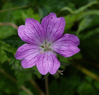 Geranium endressii <br>FRENCH CRANESBILL