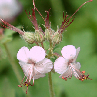 Geranium macrorrhizum <br>WHITE PERENNIAL GERANIUM